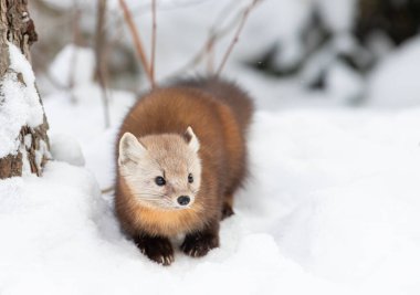 Kanada, Algonquin Park 'taki bir ağacın yanında, kışın yağan kardaki çam ağacı.