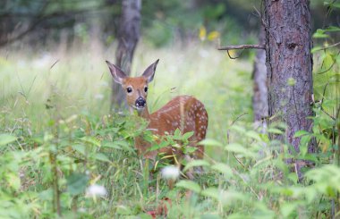 Kanada 'da ormanda yürüyen beyaz kuyruklu geyik yavrusu