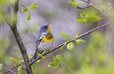 Kuzey Parula bülbülü Ottawa, Kanada 'da bahar aylarında şarkı söyleyerek dallara tünedi.
