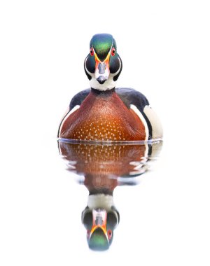 High-key photo of a Wood duck male reflection swimming on Mud lake in Ottawa, Canada clipart
