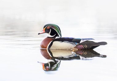 High-key photo of a Wood duck male reflection swimming on Mud lake in Ottawa, Canada clipart