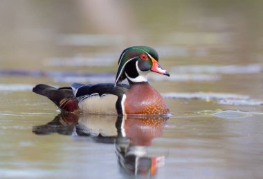 Closeup of a Wood duck male reflection swimming on Mud lake in Ottawa, Canada clipart