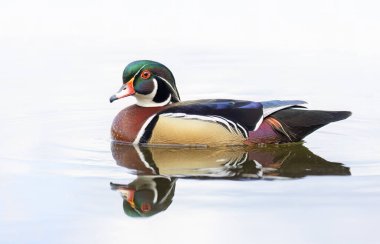 Closeup of a Wood duck male reflection swimming on Mud lake in Ottawa, Canada clipart