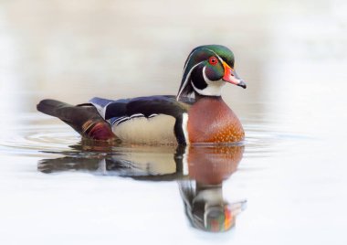 Ottawa, Kanada 'daki Mud Gölü' nde yüzen Orman Ördeği 'nin erkek yansıması.