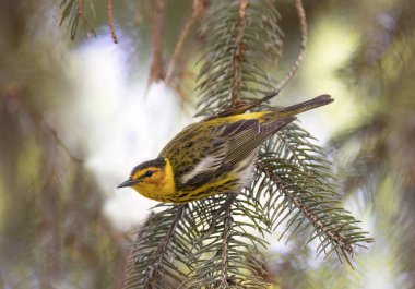 Cape may warbler perched on a pine tree branch in spring in Ottawa, Canada clipart