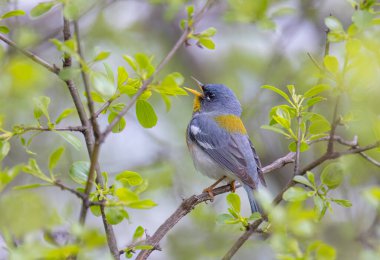 Kuzey Parula bülbülü Ottawa, Kanada 'da bahar aylarında şarkı söyleyerek dallara tünedi.