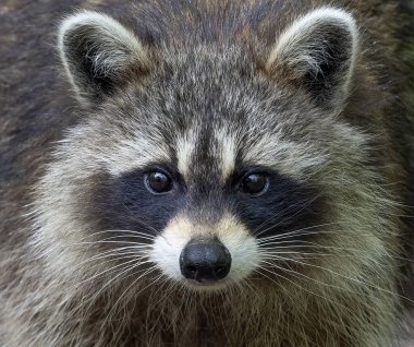 Rakun, ilkbaharda Kanada 'da ormanda bir patika boyunca yürüyordu.
