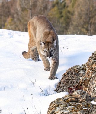 Puma ya da Dağ Aslanı (Puma concolor) kış karında kayalık dağın tepesinde yürür. 