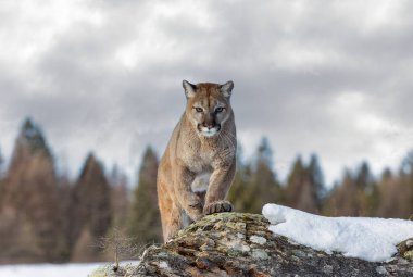 Puma ya da Dağ Aslanı (Puma concolor) kış karında kayalık dağın tepesinde yürür. 
