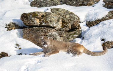 Puma ya da Dağ Aslanı (Puma concolor) kış karında yatar.