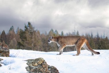 Puma ya da Dağ Aslanı (Puma concolor) kış karında kayalık dağın tepesinde yürür. 