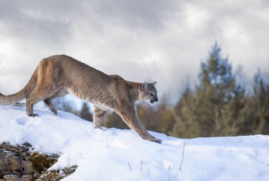 Puma ya da Dağ Aslanı (Puma concolor) kış karında kayalık dağın tepesinde yürür. 