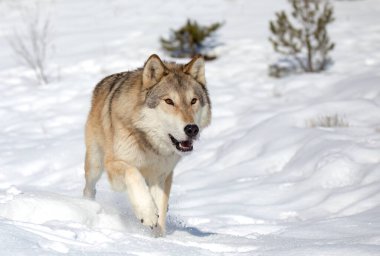 Tundra Kurdu kışın karda yürüyor