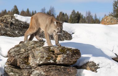 Puma ya da dağ aslanı (Puma concolor) kışın karlı dağlarda yürür..