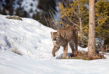 Puma ya da dağ aslanı (Puma concolor) kışın karlı dağlarda yürür..