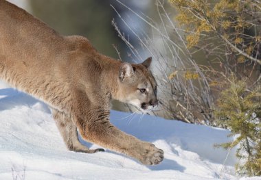 Puma ya da dağ aslanı (Puma concolor) kışın karlı dağlarda yürür..