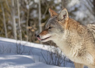 Yalnız bir çakal (Canis Latrans) kışın karda yürüyor ve avlanıyor