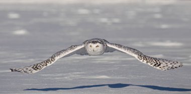 Karlı baykuş (Bubo scandiacus) kışın Ottawa, Kanada 'da açık bir kar tarlası üzerinde alçaktan uçar.