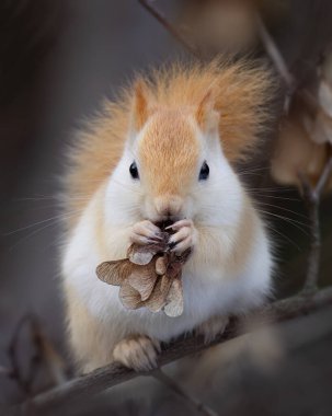 White squirrel (leucistic red squirrel) sitting on a branch eating seeds in the forest in winter clipart