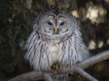 Bir Çubuklu Baykuş (Strix varia) Kanada 'daki kış ormanında bir ağaca tünedi. 