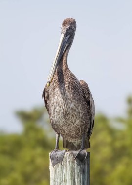 Kahverengi pelikan Florida 'da bir direğe tünemiş.