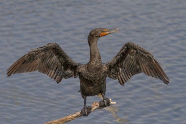 Double-crested Cormorant drying its wings in a local rookery in Florida clipart