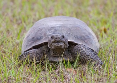 Gopher kaplumbağası Florida, ABD 'de gün ışığında çimlerin üzerinde yürüyor.