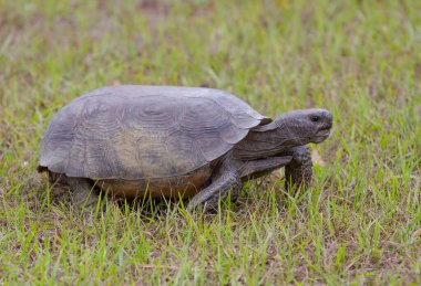Gopher kaplumbağası Florida, ABD 'de gün ışığında çimlerin üzerinde yürüyor.