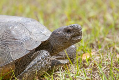 Gopher kaplumbağası Florida, ABD 'de gün ışığında çimlerin üzerinde yürüyor.