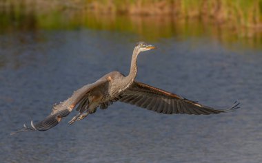 Güzel bir mavi balıkçıl Florida 'da bir çiftlikte uçuyor.