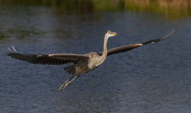 Güzel bir mavi balıkçıl Florida 'da bir çiftlikte uçuyor.