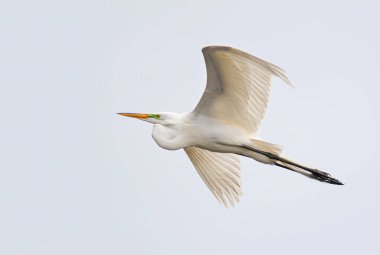 Florida 'da bir dağ başında uçan büyük bir balıkçıl.