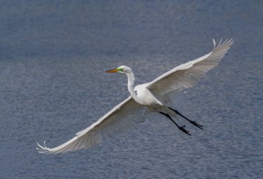 Florida 'da bir dağ başında uçan büyük bir balıkçıl.