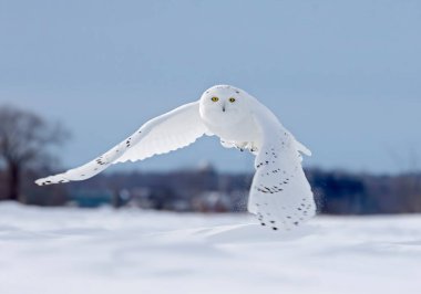 Karlı baykuş Ottawa, Kanada 'da açık bir mısır tarlasında havalanıyor ve alçaktan uçuyor