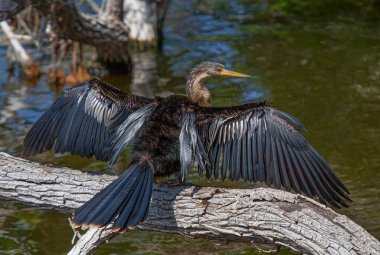 Güzel bir Anhinga Florida 'da bir göletin kıyısında kanatlarını kurutuyor.
