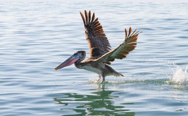 Kahverengi pelikan Florida 'da balık avlamak için okyanus üzerinde uçuyor.