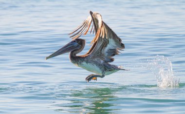 Kahverengi pelikan Florida 'da balık avlamak için okyanus üzerinde uçuyor.