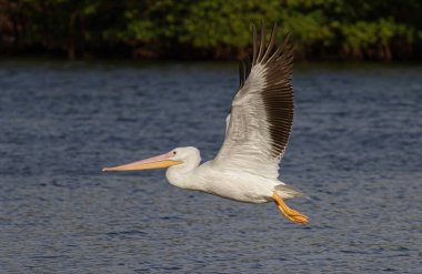 Florida 'daki okyanus sularında uçan beyaz pelikan.
