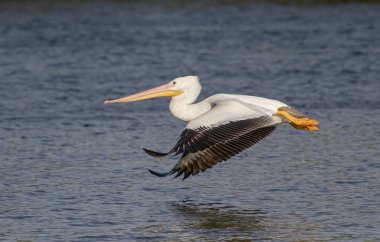 Florida 'daki okyanus sularında uçan beyaz pelikan.
