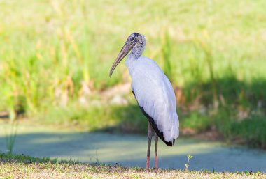 Florida 'da bir golf sahasında bataklığın yanında duran leylek.