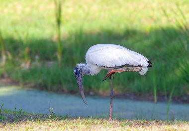 Florida 'da bir golf sahasında bataklığın yanında duran leylek.