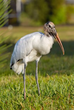 Florida 'da bir golf sahasında bataklığın yanında duran leylek.
