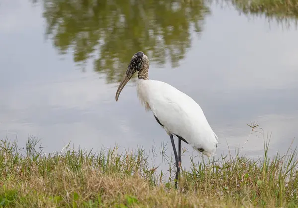 Florida 'da bir golf sahasında bataklığın yanında duran leylek.