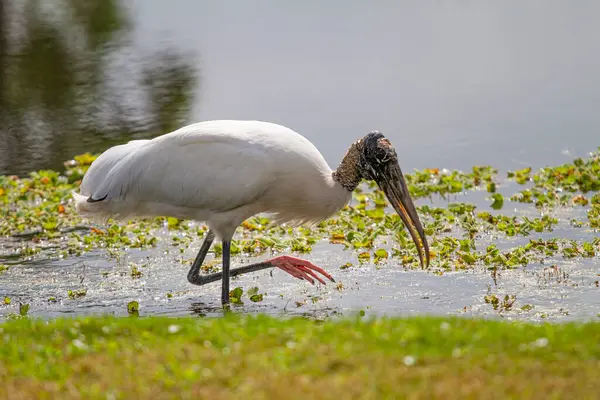 Florida 'da bir golf sahasında bataklığın yanında duran leylek.