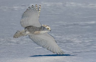 Karlı baykuş (Bubo scandiacus) Ottawa, Kanada 'da karla kaplı bir alanda avlanan dişi.