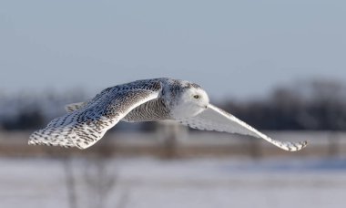 Karlı baykuş (Bubo scandiacus) Ottawa, Kanada 'da karla kaplı bir alanda avlanan dişi.