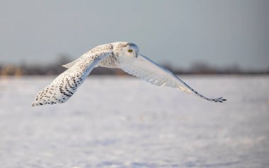 Karlı baykuş (Bubo scandiacus) Ottawa, Kanada 'da karla kaplı bir alanda avlanan dişi.