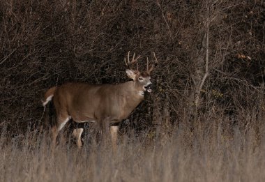 Kanada 'daki sonbahar monotonluğu sırasında büyük boyunlu beyaz kuyruklu geyik geyiği çayırlarda yürüyor.