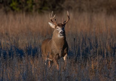 Kanada 'daki sonbahar monotonluğu sırasında büyük boyunlu beyaz kuyruklu geyik geyiği çayırlarda koşuyor.