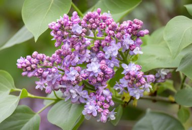 Mor leylak çiçekleri açmaya hazır.. 